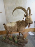 LIFESIZE ALPINE IBEX TAXIDERMY