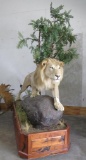 BEAUTIFUL Lifesize Lion *TX RESIDENTS ONLY* TAXIDERMY