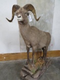 LIFESIZE KAMCHATKA SNOW SHEEP TAXIDERMY
