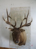 XL Elk Sh Mt TAXIDERMY