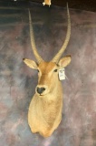 Waterbuck Sh Mt TAXIDERMY