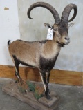 LIFESIZE SOUTHEASTERN IBEX TAXIDERMY