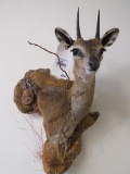 SUPER CUTE KLIPSPRINGER WALL PEDESTAL TAXIDERMY