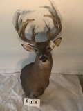 WHITETAIL SH MT TAXIDERMY