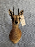 KLIPSPRINGER SH MT TAXIDERMY