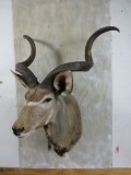 Kudu Sh Mt TAXIDERMY