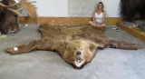 HUGE Brown Bear Rug!!! TAXIDERMY