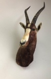 BLESBOK SH MT TAXIDERMY