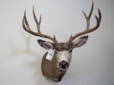 Mule Deer Sh Mt TAXIDERMY