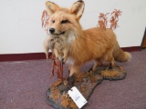 BEAUTIFUL Lifesize Red Fox w/Squirrel in Mouth TAXIDERMY