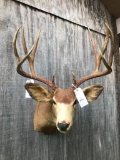 HUGE 181 4/8 inch Typical MULE DEER Shoulder mount - Great Taxidermy Hard to FIND these BIG m/deer