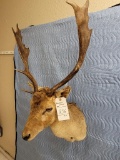 Fallow Deer Sh Mt TAXIDERMY