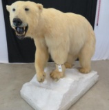 *SUPER RARE* Lifesize Polar Bear on Base TAXIDERMY (US RESIDENTS ONLY)