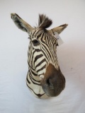 REALLY NICE ZEBRA SH MT TAXIDERMY