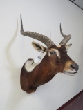 Nile Lechwe Sh Mt TAXIDERMY