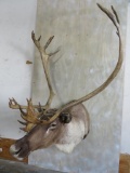 Caribou Sh Mt TAXIDERMY