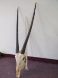 Gemsbok Skull TAXIDERMY