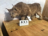 OLDER LIFESIZE LYNX TAXIDERMY