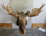 XL Moose Sh Mt TAXIDERMY w/DROP TYNE TAXIDERMY