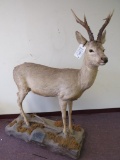 RARE Lifesize Roe Deer TAXIDERMY