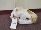 LG Brown Bear Skull TAXIDERMY