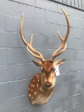 Very Nice Axis Deer Shoulder mount , Nice Taxidermy