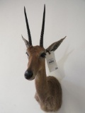 Val Reedbok Sh Mt TAXIDERMY