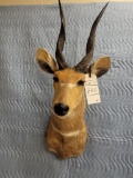 Bushbuck Sh Mt TAXIDERMY