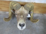 Desert Bighorn Sheep Head TAXIDERMY