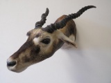 Blackbuck Sh Mt TAXIDERMY