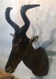 RED HARTEBEEST SH MT TAXIDERMY