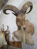 1/2 Body Aoudad TAXIDERMY