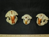 3 BEAVER SKULLS (3x$) TAXIDERMY