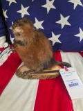 Sitting Muskrat life-size Taxidermy NEW mount