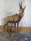 Lifesize Chamois on Rock Base TAXIDERMY