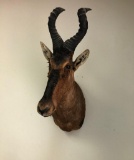 HARTEBEEST SH MT TAXIDERMY