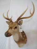 AXIS DEER SH MT TAXIDERMY