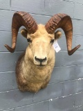 HUGE STONE SPEEP shoulder mount with BIG 36-37 inch HORNS - 20 inch spread Nice Taxidermy