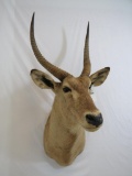 WATERBUCK SH MT TAXIDERMY