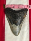 HUGE Megalodon SHARK TOOTH 