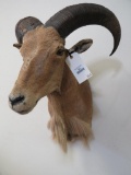 Aoudad Sh Mt TAXIDERMY