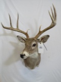 WHITETAIL SH MT TAXIDERMY