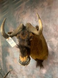 BLK WILDEBEEST SH MT TAXIDERMY