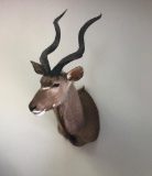 KUDU SH MT TAXIDERMY