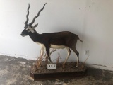 LIFESIZE BLACKBUCK ON BASE TAXIDERMY