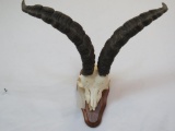 IBEX HALF SKULL ON PLAQUE TAXIDERMY