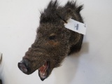 Javalina Sh Mt TAXIDERMY