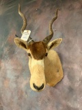 Addax Sh Mt *TX RESIDENTS ONLY* TAXIDERMY