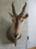 Eland Sh Mt TAXIDERMY