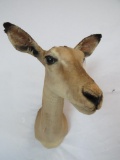 WHITETATIL DOE SH MT TAXIDERMY